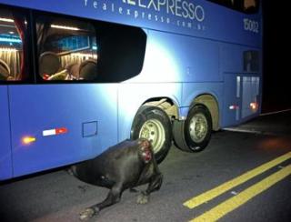 Colisão entre ônibus e carro com vacas na pista expõe irresponsabilidade de criadores