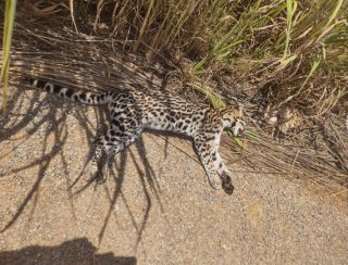 Jaguatirica é encontrada morta às margens da GO-447, em Divinópolis de Goiás