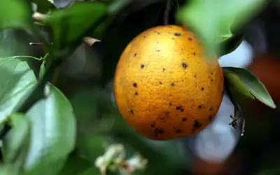 Agrodefesa: 35 cidades goianas têm a praga pinta preta dos citros; veja como evitar infestação