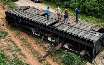 Acidente com carreta de gado deixa 14 animais mortos na zona rural de São Domingos-GO