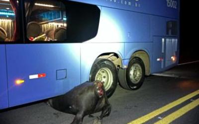 Colisão entre ônibus e carro com vacas na pista expõe irresponsabilidade de criadores