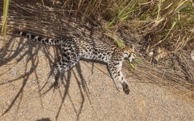 Jaguatirica é encontrada morta às margens da GO-447, em Divinópolis de Goiás